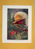 Original Old Antique Print Glossy Starlings African Bird Wild Fine Art Color