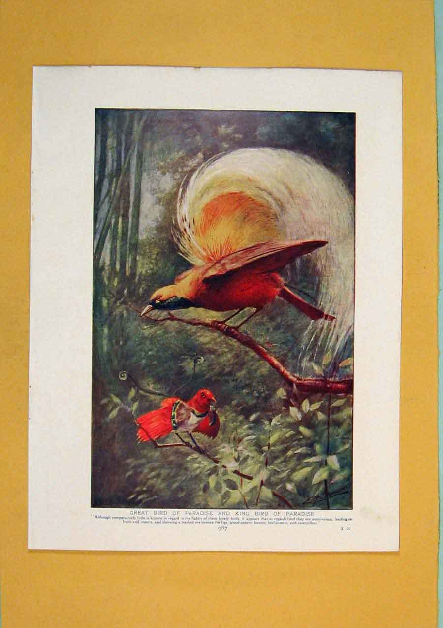 Original Old Antique Print Glossy Starlings African Bird Wild Fine Art Color