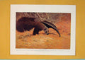 Original Old Antique Print Great Ant Eater America Color Fine Art