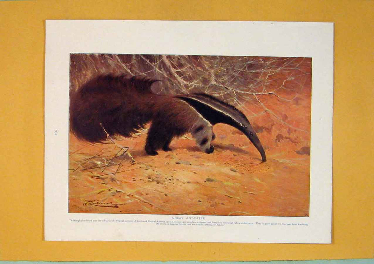 Original Old Antique Print Great Ant Eater America Color Fine Art