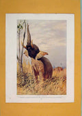 Original Old Antique Print Wild African Elephant Color Fine Art 1910 20th