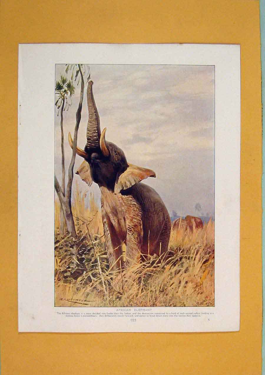 Original Old Antique Print Wild African Elephant Color Fine Art 1910 20th