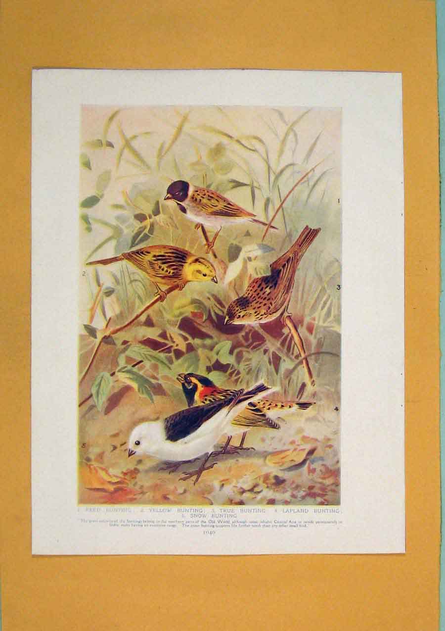 Original Old Antique Print Reed Bunting Lapland Snow Bird Fine Art Color 19th