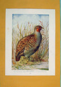 Original Old Antique Print Grey Partridge Asia Color Fine Art C1910 20th Century