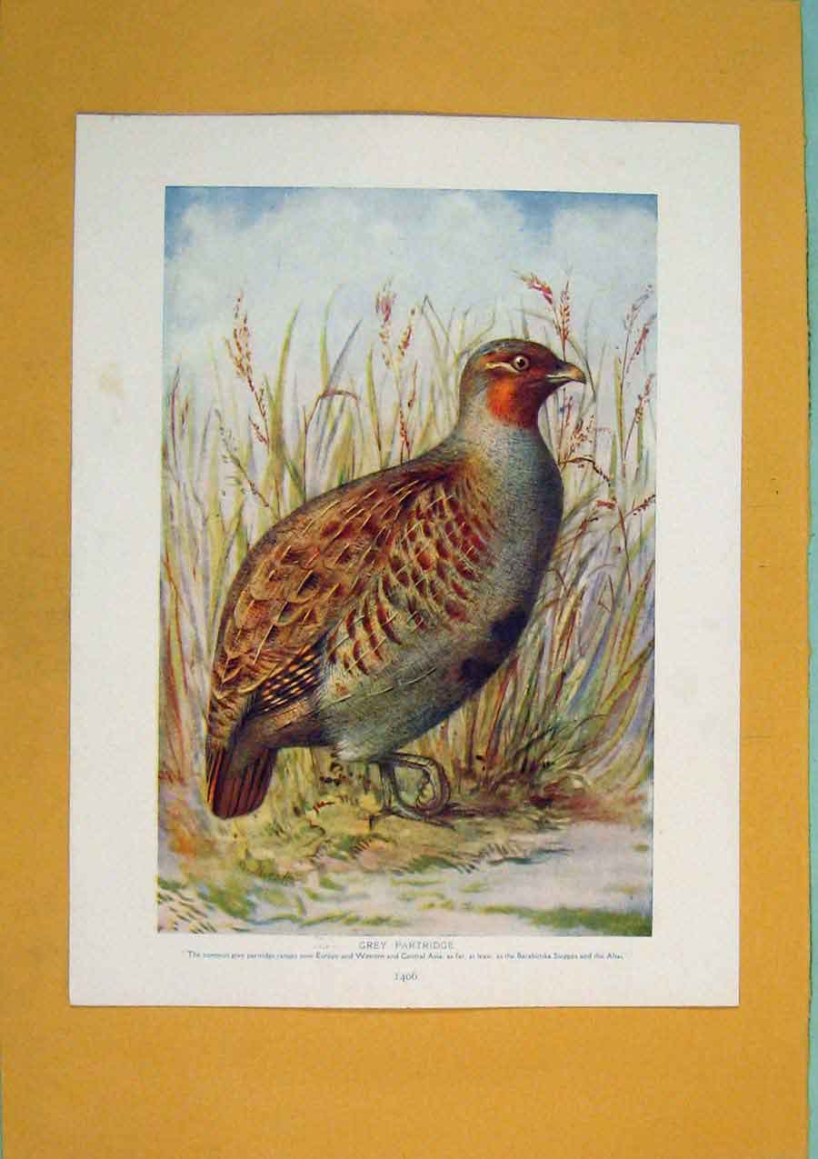 Original Old Antique Print Grey Partridge Asia Color Fine Art C1910 20th Century