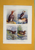 Original Old Antique Print Gullemot Puffin Petrel Grebe Bird Color