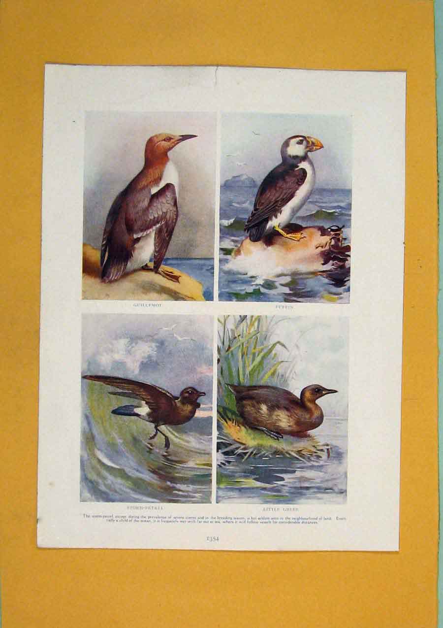 Original Old Antique Print Gullemot Puffin Petrel Grebe Bird Color
