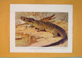 Original Old Antique Print Nile Crocodile Color Fine Art 1910 Animal 20th