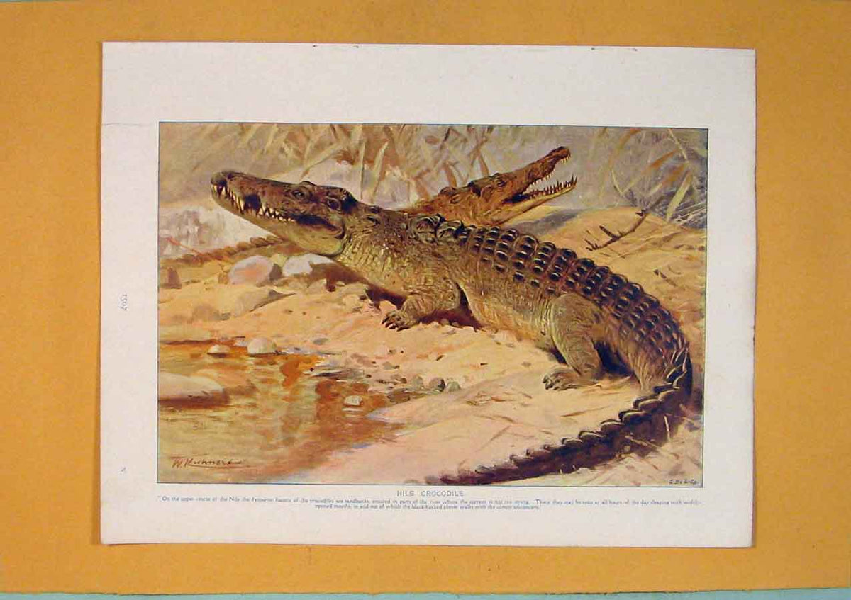 Original Old Antique Print Nile Crocodile Color Fine Art 1910 Animal 20th