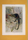 Original Old Antique Print Chamaeleon Color Fine Wild Animal C1910 20th Century