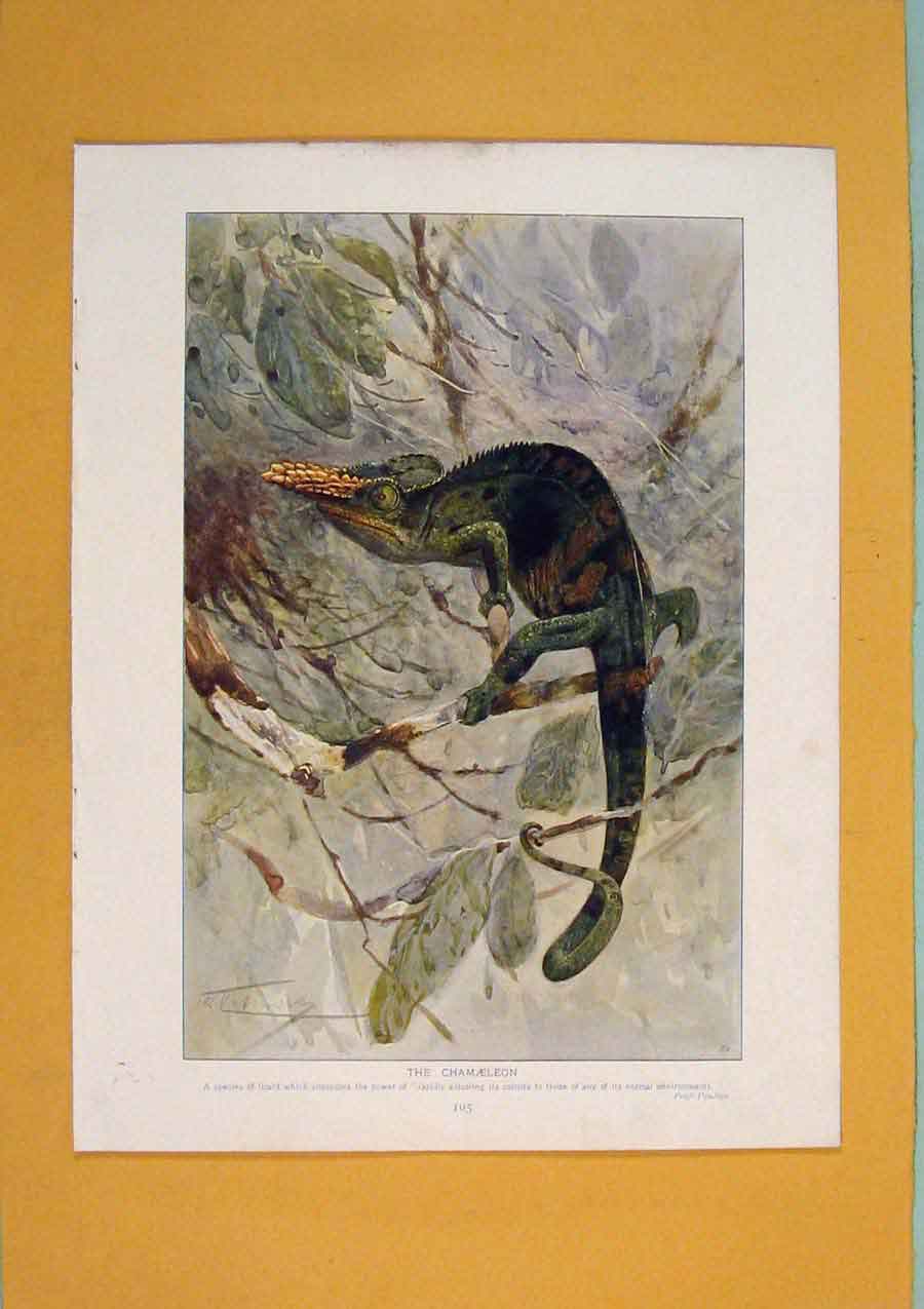 Original Old Antique Print Chamaeleon Color Fine Wild Animal C1910 20th Century