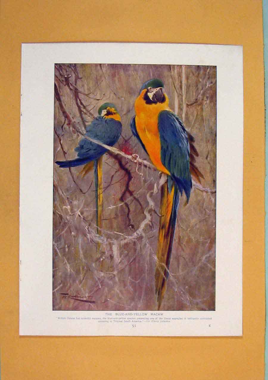 Original Old Antique Print Guereza Monkeys Mantles Snowy White Hair Color