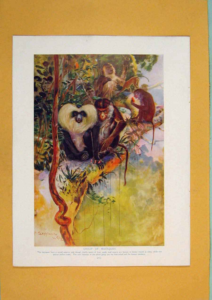 Original Old Antique Print Group Macaques Monkeys Color Fine Art