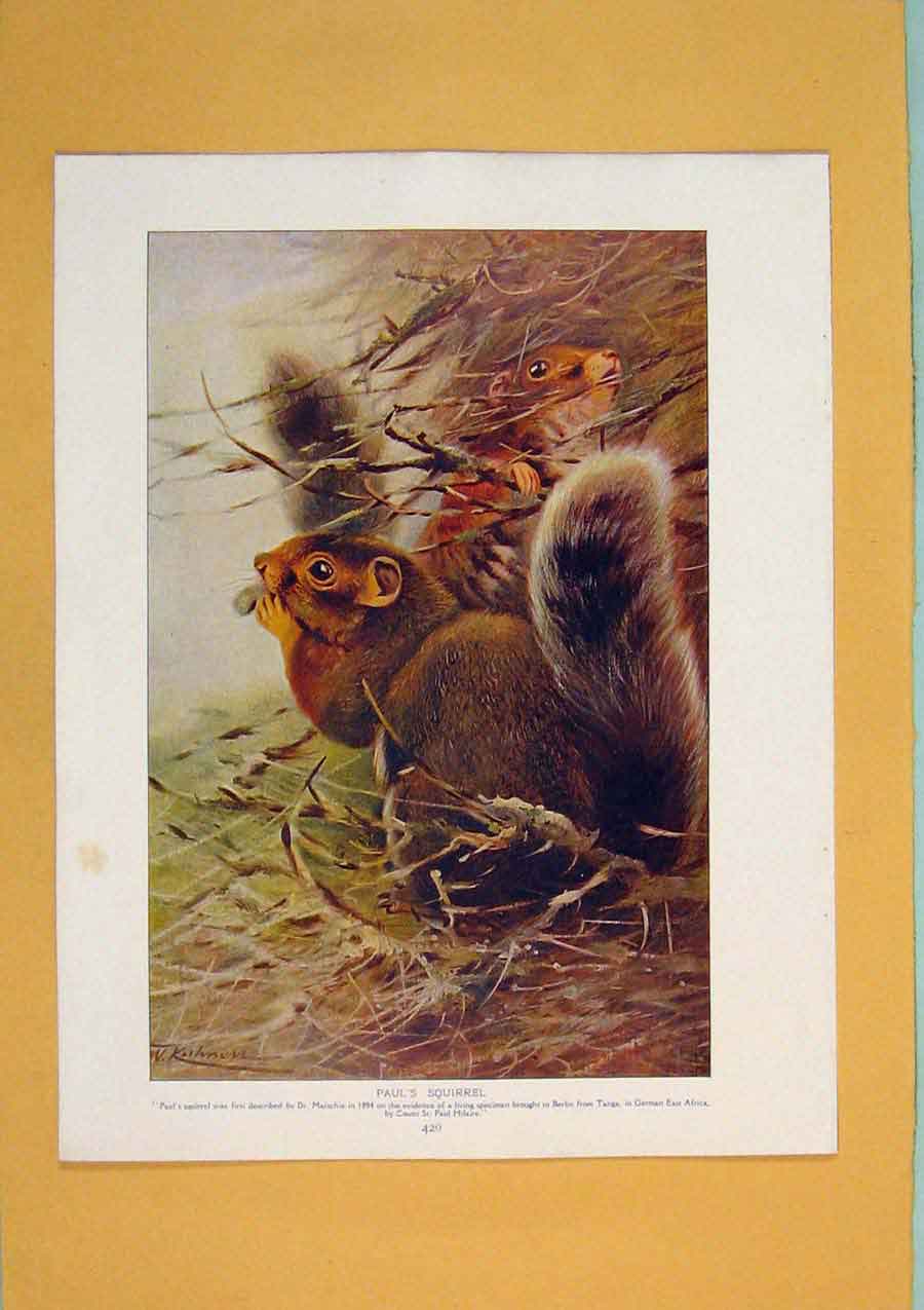Original Old Antique Print Pauls Squirrel Color Fine Art C1910 20th Century