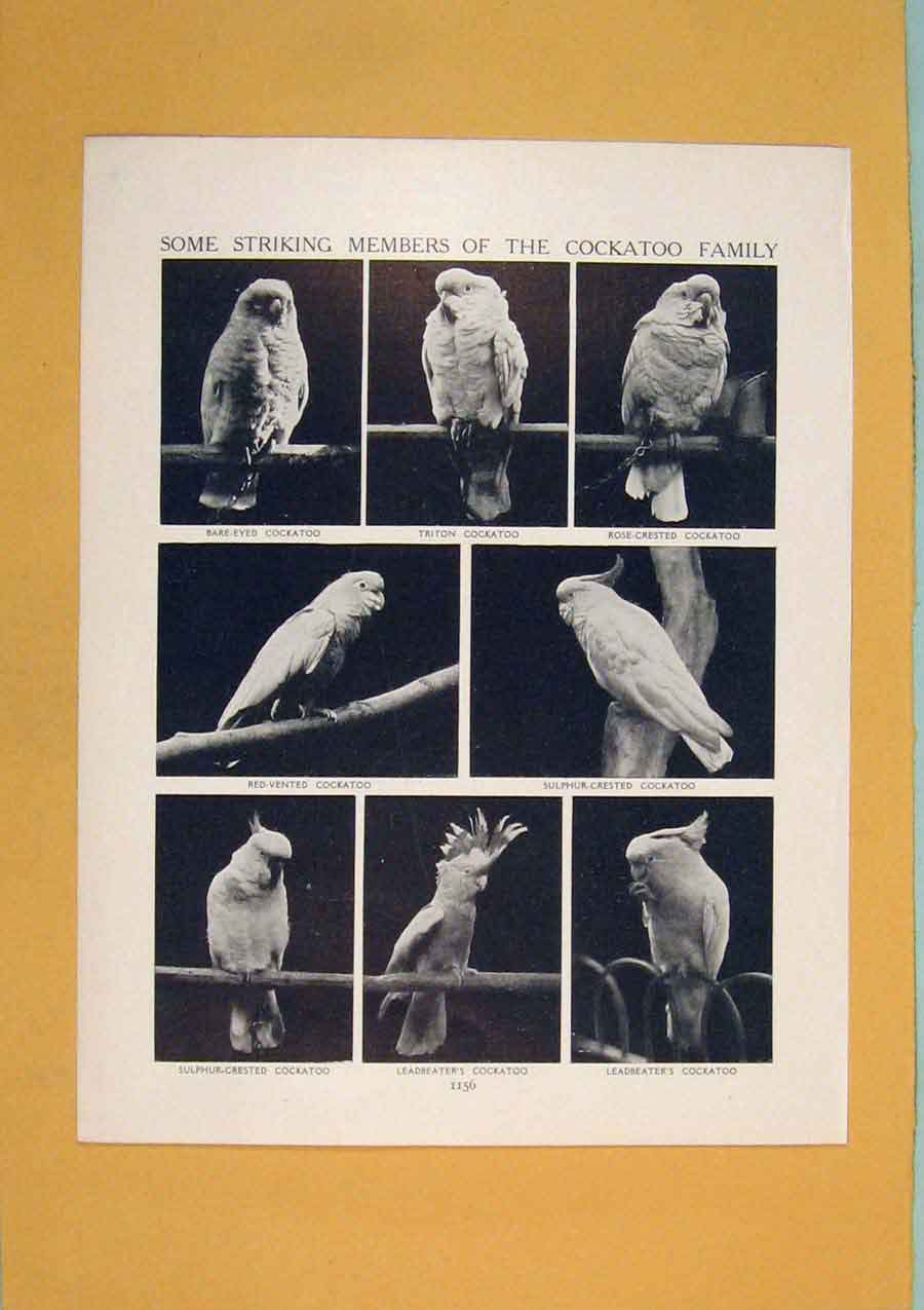 Original Old Antique Print Spotted Tawny Monkey Eating Harpy Eagle