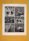 Original Old Antique Print Members Pelican Family Black White Antiue Art