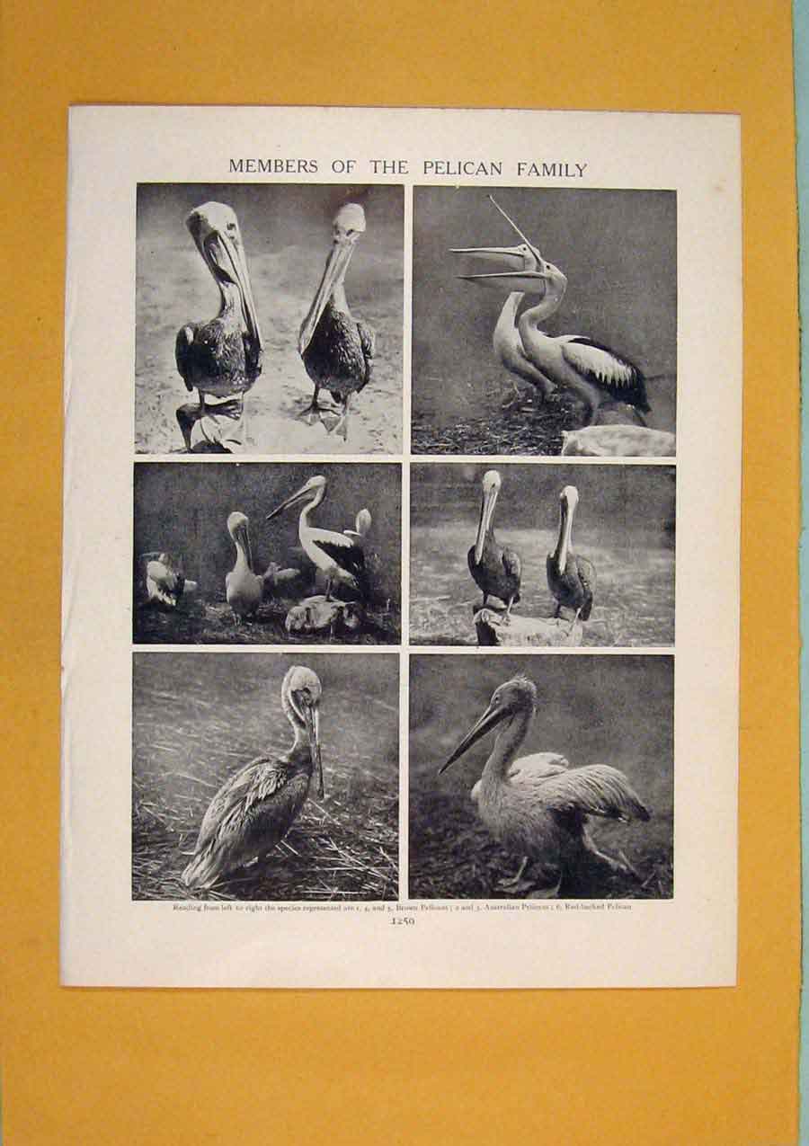 Original Old Antique Print Members Pelican Family Black White Antiue Art