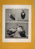 Original Old Antique Print Members Vulture Family Bird Fine Art 1910 20th