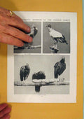 Original Old Antique Print Characteristic Member Condor Family Bird Fine