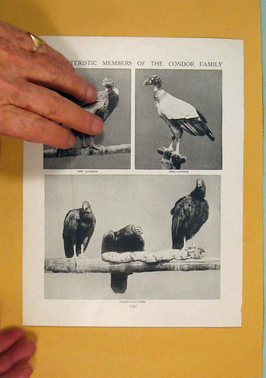 Original Old Antique Print Characteristic Member Condor Family Bird Fine