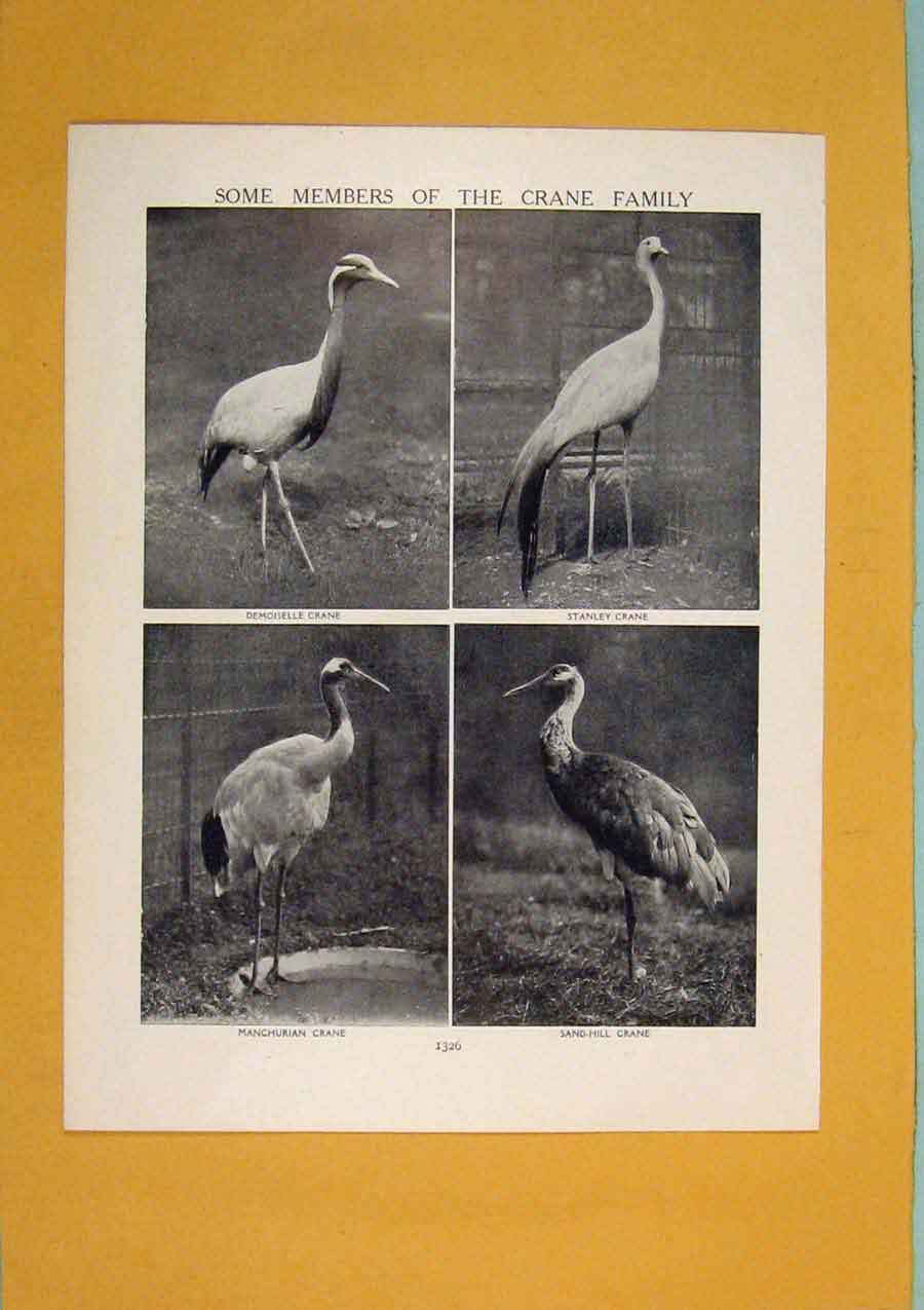 Original Old Antique Print Members Crane Family Bird Fine Art C1910 20th Century