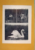 Original Old Antique Print Mute Swans Norfolk Bird Fine Black White