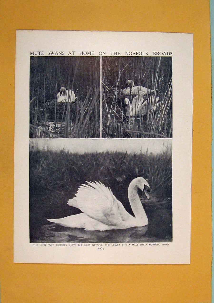 Original Old Antique Print Mute Swans Norfolk Bird Fine Black White