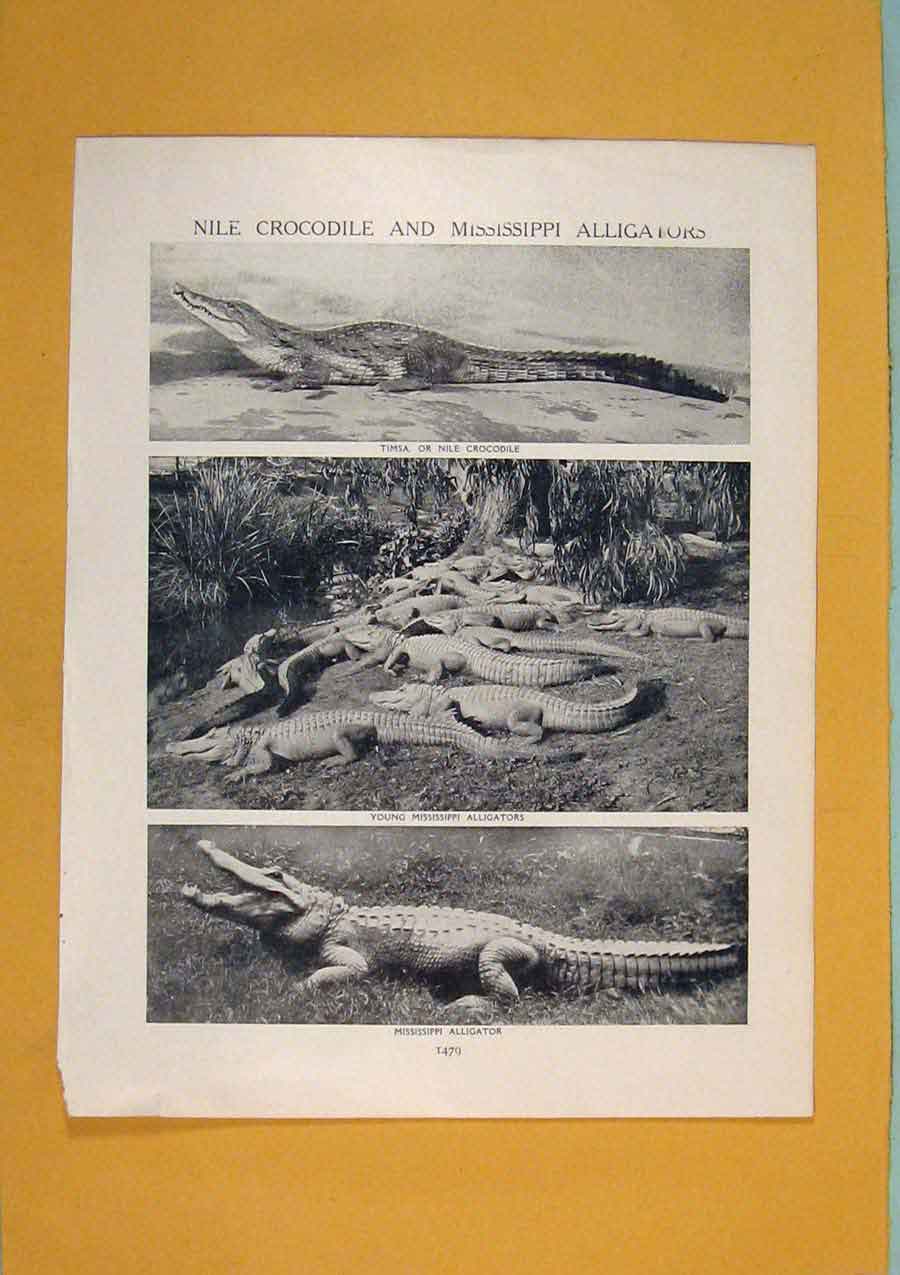 Original Old Antique Print Nile Crocodile Mississippi Alligators Art