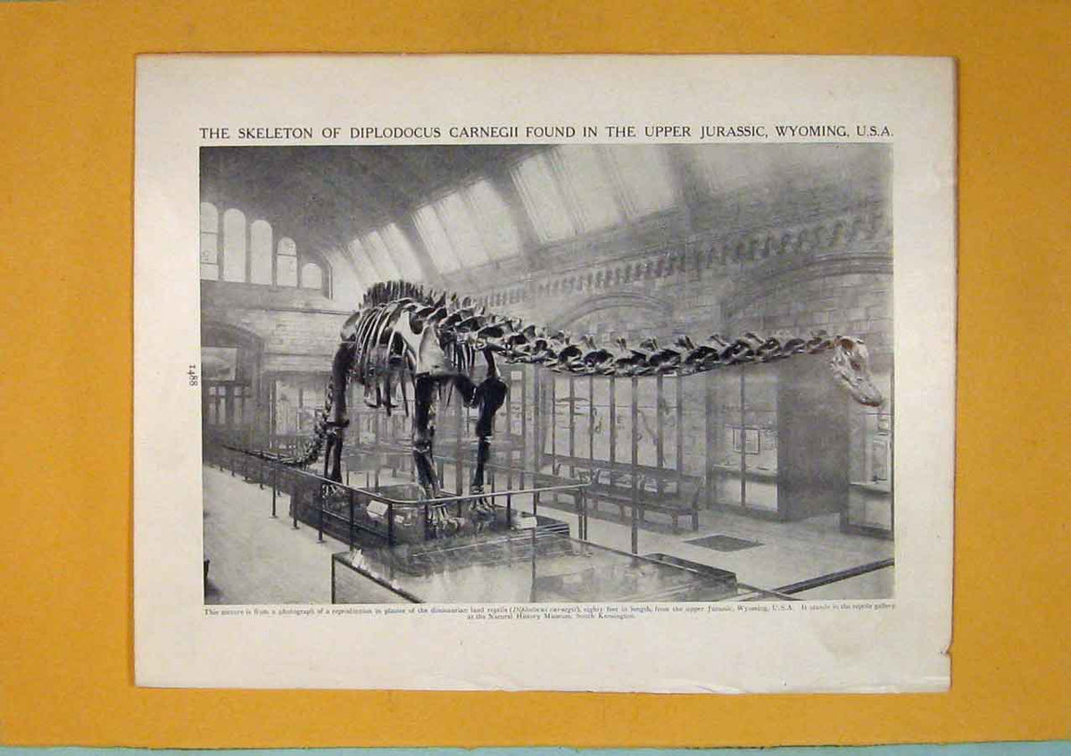 Original Old Antique Print Skeleton Dipodocus Carnegii Jurassic Dinosoar