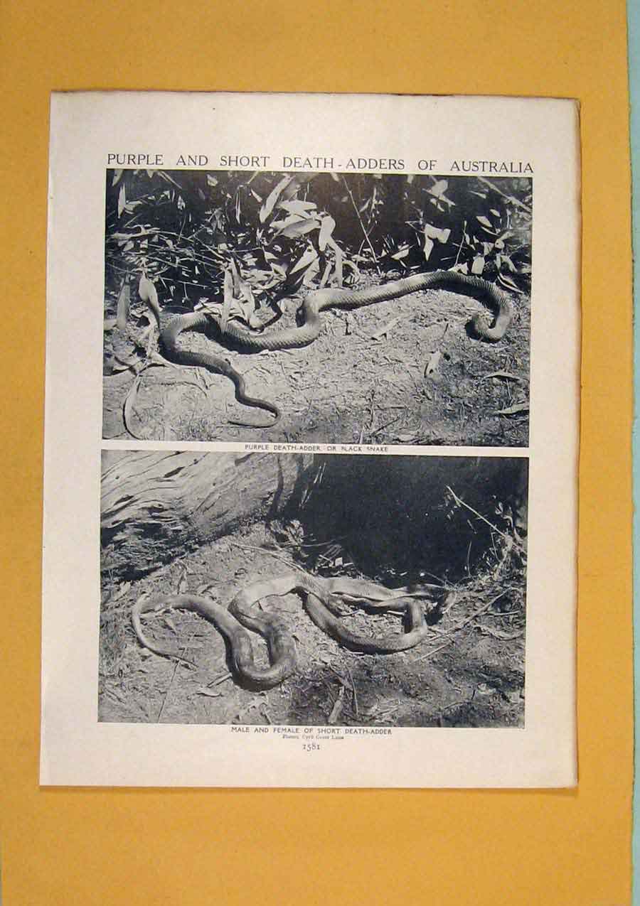 Original Old Antique Print Purple Short Death Adders Australia C1910 20th