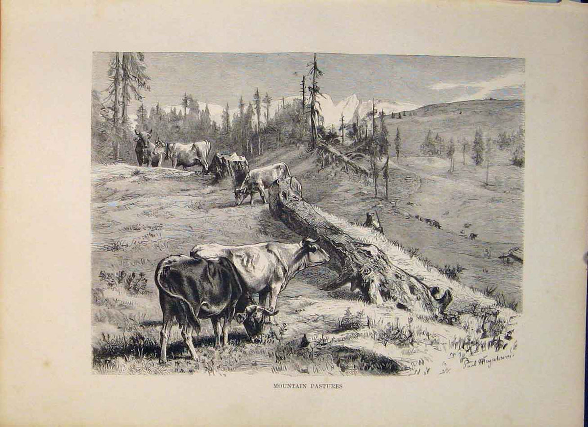 Original Old Antique Print Mountain Pastures Cattle Switzerland Swiss
