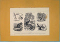 Old Antique Print Kangaroo Kangaroos Skkeleton Teeth Brain Tree Rat Rock