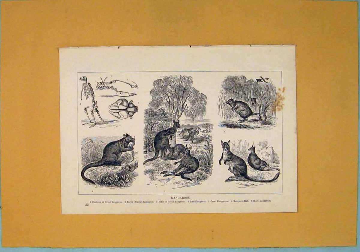 Old Antique Print Kangaroo Kangaroos Skkeleton Teeth Brain Tree Rat Rock
