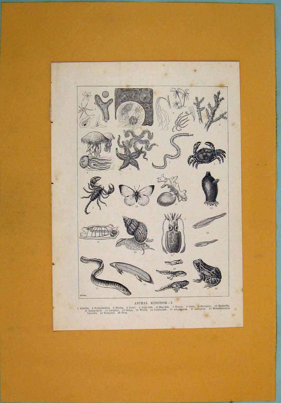 Original Old Antique Print Animal Animals Fish Crab Butterfly Frog Starfish 19th