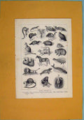 Original Old Antique Print Animal Kingdom Lizard Crocofile Emu Egale Lion Horse