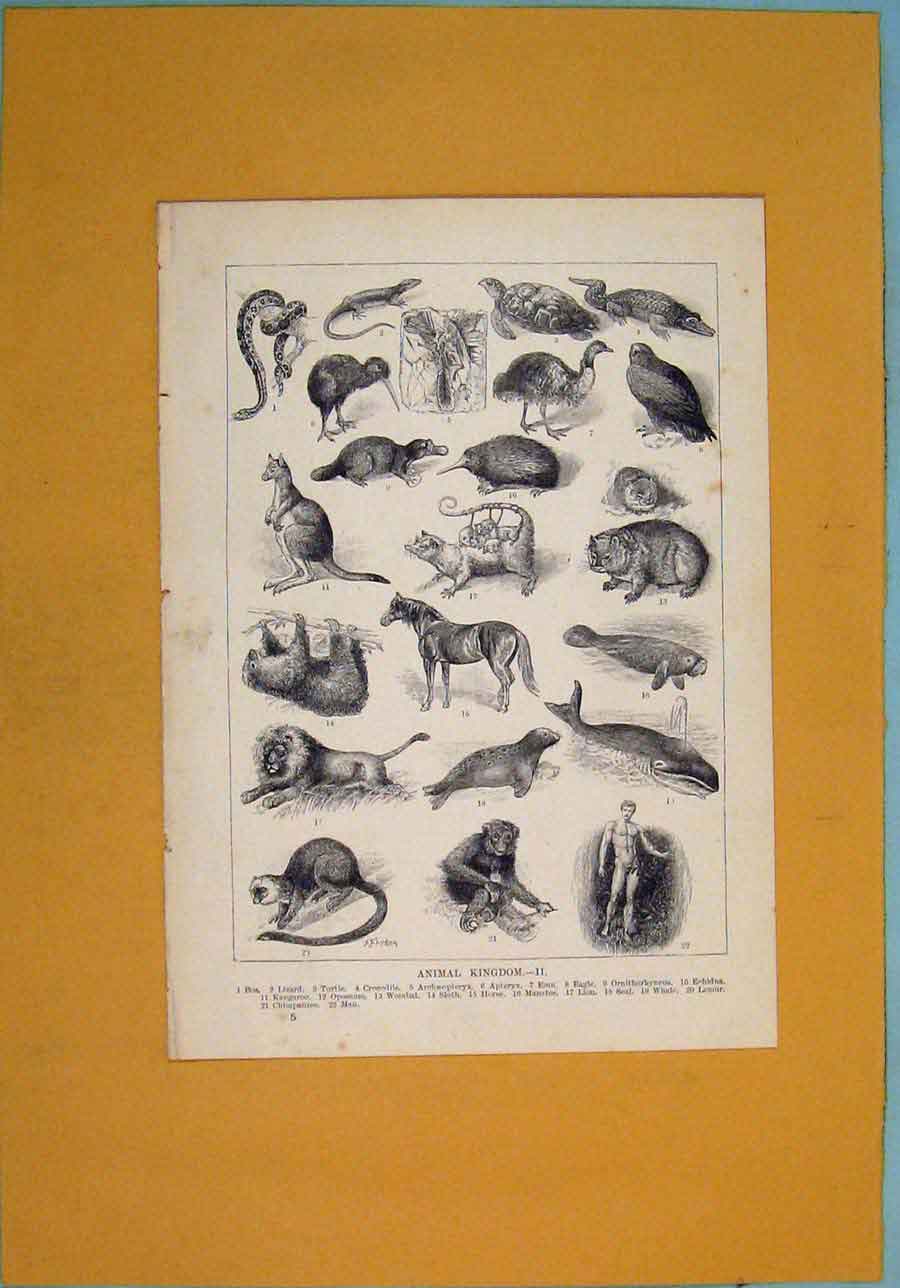 Original Old Antique Print Animal Kingdom Lizard Crocofile Emu Egale Lion Horse