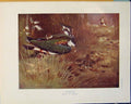 Original Old Antique Print Lapwings Seaby Bird Chicks Fowl Color