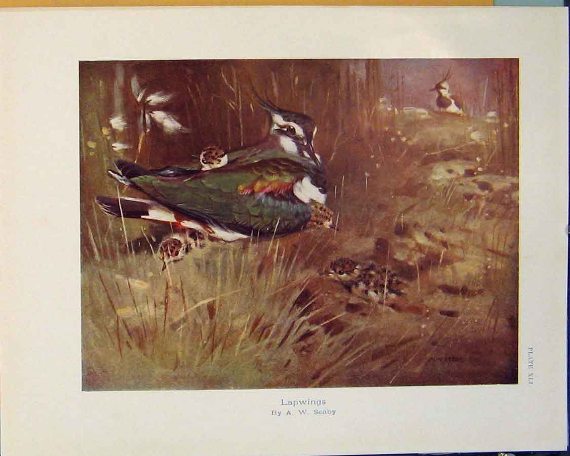 Original Old Antique Print Lapwings Seaby Bird Chicks Fowl Color