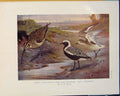Original Old Antique Print Greay Plover Grey-Plover Whimbrel Birds Color