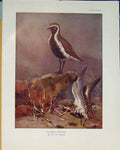 Original Old Antique Print Gen Plovers Gen-Plovers Bird Color Art
