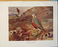 Original Old Antique Print Dotterel Young Birds Color Art C1910 20th Century