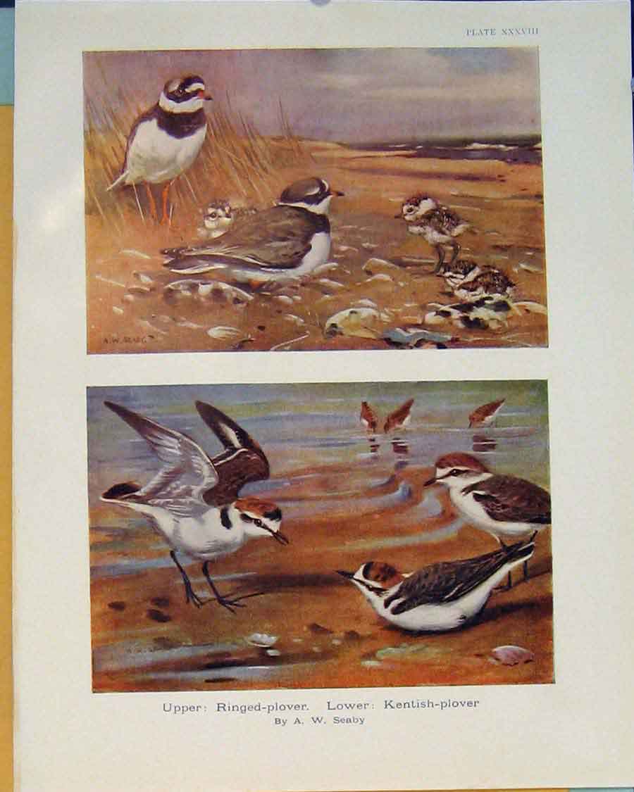 Original Old Antique Print Ringed-Plover Ringed Plover Kentish Plover Bird