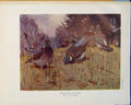 Original Old Antique Print Ring Dove Ring-Dove Seaby Birds Color Art