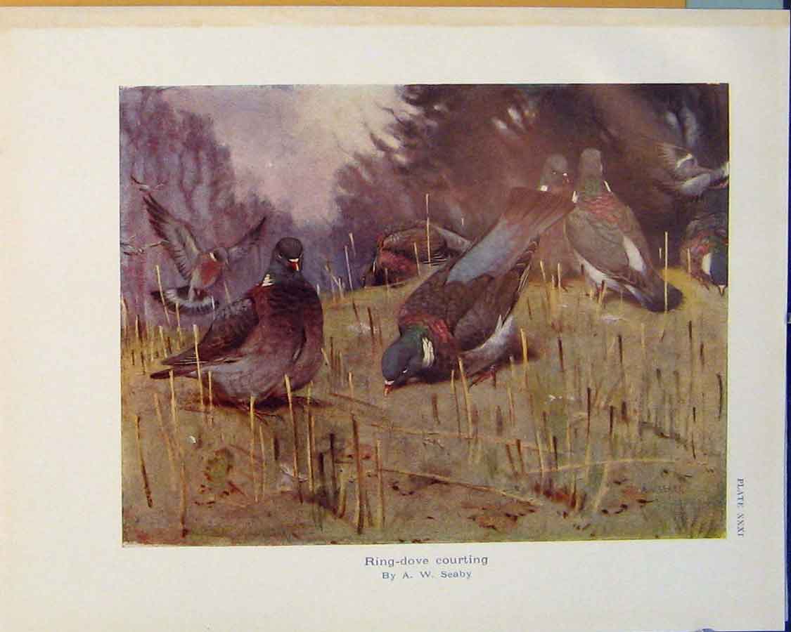 Original Old Antique Print Ring Dove Ring-Dove Seaby Birds Color Art