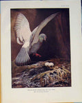 Original Old Antique Print Rock Dove Rock-Dove Nest Egg Bird Color Art