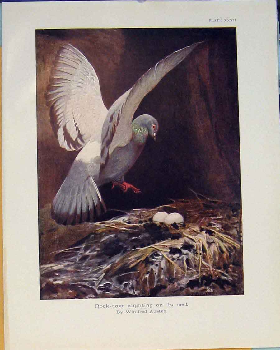 Original Old Antique Print Rock Dove Rock-Dove Nest Egg Bird Color Art