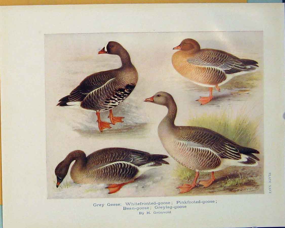 Original Old Antique Print Grey Geese Whitefronted Goose Pinkfooted Bird