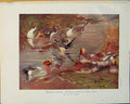 Original Old Antique Print Wigeon Pintail Bird Duck Geese Color Art