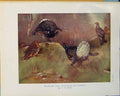 Original Old Antique Print Blackcock Greyhen Hen Bird Birds Color