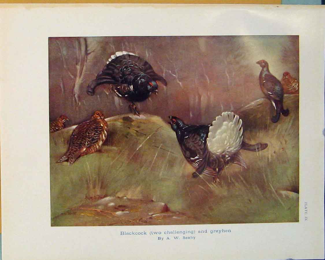 Original Old Antique Print Blackcock Greyhen Hen Bird Birds Color